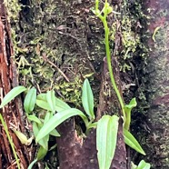 14. Liparis scaposa Orchidaceae En démique La Réunion.jpeg